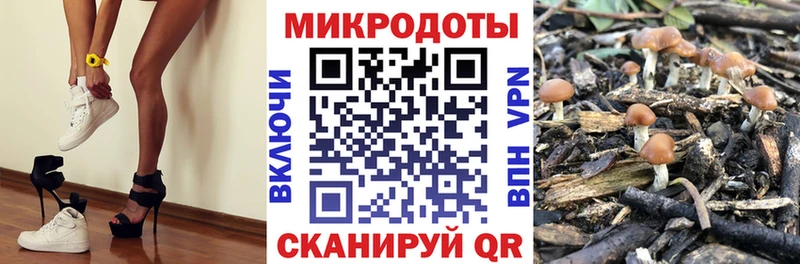 Купить  Горно-Алтайск  Галлюциногенные грибы Cubensis 